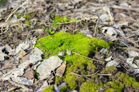 A vibrant patch of bright green moss thrives amidst scattered, dry brown leav Stock Photos