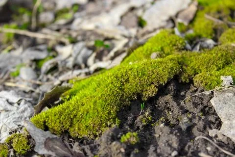 A vibrant patch of bright green moss thrives amidst scattered, dry brown leav Stock Photos