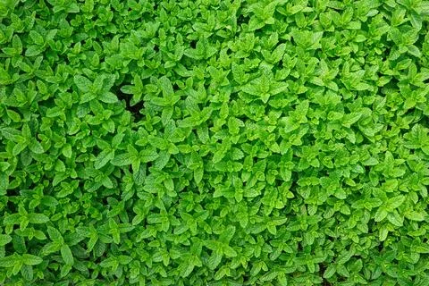 A vibrant patch of fresh mint plants as background Stock Photos