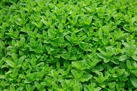 A vibrant patch of fresh mnt plants fills the garden, showcasing deep green l Stock Photos