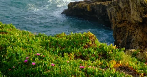 Vibrant patch of ice plants clings to the edge, sunlit cliff in Cascais Portugal Stock Footage 309654731