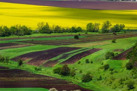 Vibrant patchwork of fields in spring showcasing blooming canola flowers an.. Fotos de archivo