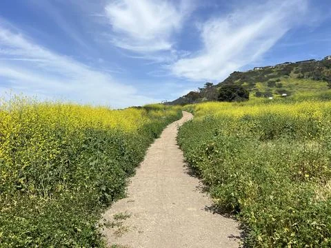 Vibrant Path Through Golden Fields Under a Vast Blue Sky in Springtime Stock Photos