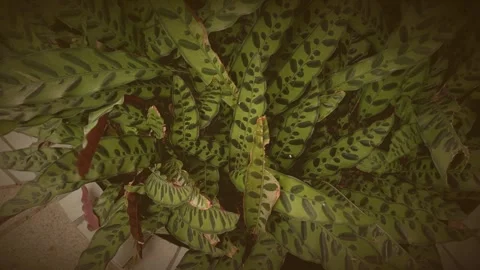 Vibrant Pattern Of Tropical Calathea Plant Leaves Stock Footage 331491998