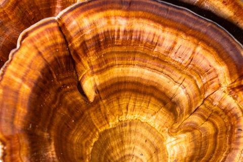 Vibrant patterns and colors of wild mushrooms from Thai forests. Stock-Fotos