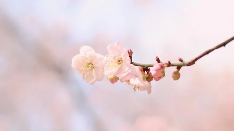 Vibrant Peach Blossoms in Full Bloom on a Warm Spring Day Video stock 333042133