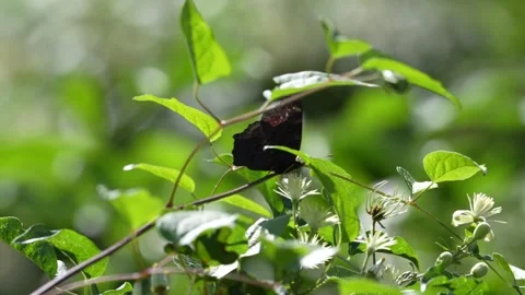 A vibrant Peacock Butterfly is captured perched on a green leaf near Stock Footage 317235097