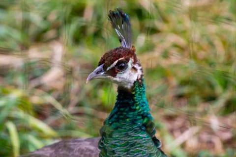Vibrant Peacock Close-Up Stock Photos