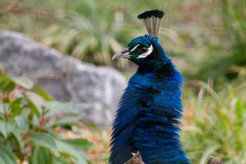 Vibrant Peacock Close-Up Stock Photos