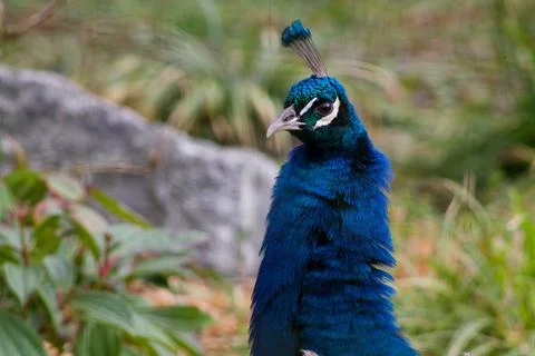 Vibrant Peacock Close-Up Stock Photos