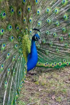 Vibrant Peacock Displaying Full Feather Fan Stock Photos