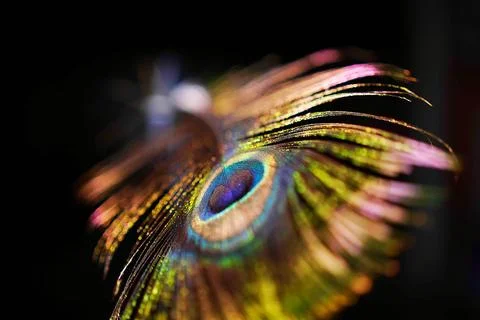 Vibrant Peacock Feather Macro Eye Close-Up Stock Photos