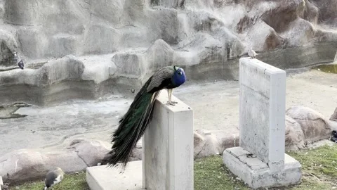 A vibrant peacock with long, iridescent tail feathers stands atop a concrete Stock Footage 337906434