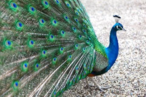 A vibrant peacock strutting Stock Photos