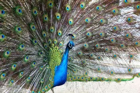 A vibrant peacock strutting Stock Photos