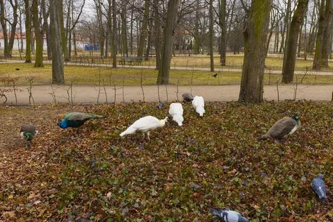 Vibrant peacocks move gracefully among pigeons in Warsaws Lazienki Park on .. Stock Photos