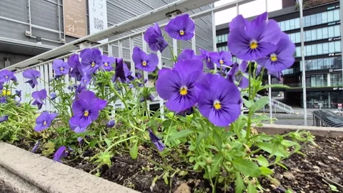 Vibrant Penny Pro Deep Blue viola flowers Video stock 337282215