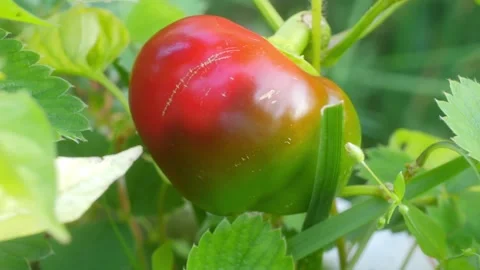 A vibrant pepper growing on a green plant, transitioning from green to red,.. Stock Footage 295196053