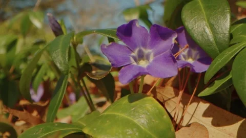 Vibrant Periwinkle Flowers at Planting Fields Arboretum, Oyster Bay, NY Stock Footage 318428110