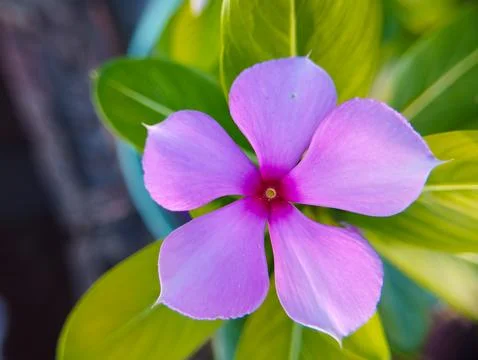 Vibrant Periwinkle in Full Bloom Stock Photos