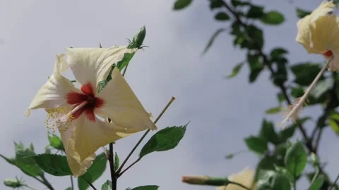 Vibrant PetalFresh Elegance  A Whimsy Garden Gem Stock Footage 324000721