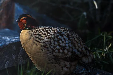 Vibrant pheasant with intricate feather patterns rests near a rocky outcrop Stock Photos
