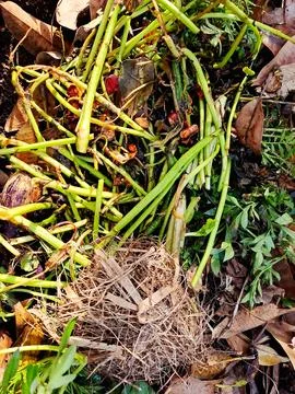 A vibrant pile of kitchen scraps, leaves, and plant trimmings ready to be t.. Stock Photos