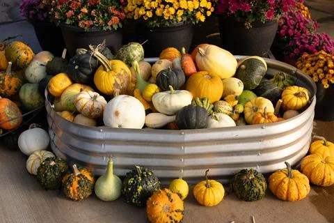A vibrant pile of pumpkins in a pumpkin patch in golden light Stockfoto's