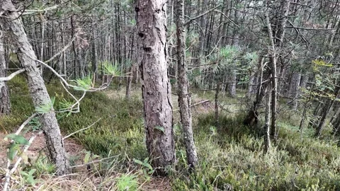 Vibrant Pine Forest for Earth Day Stock Footage 289011763