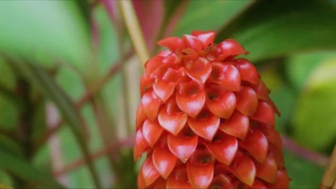 Vibrant Pineapple Ginger Bloom in Hawaii Tropical Botanical Garden Stock Footage 317135710