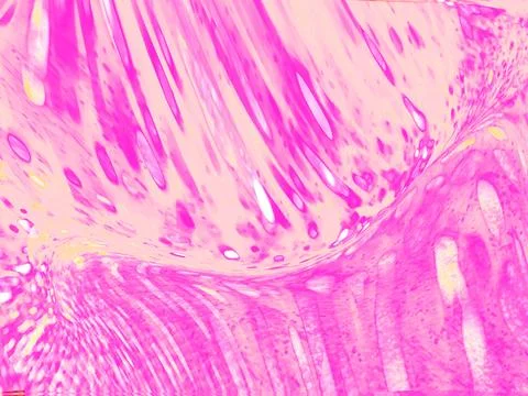 Vibrant pink abstract wave texture featuring flowing liquid swirls, glossy .. Stock Illustration