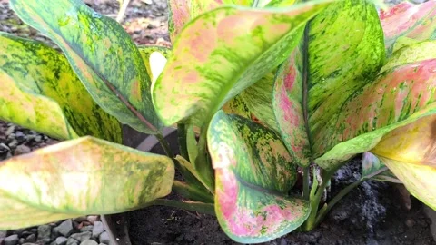 The vibrant pink and green patterned leaves of an Aglaonema houseplant Stock Footage 320099218