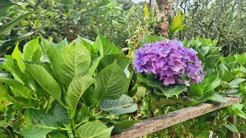 Vibrant Pink and Purple Hydrangea Flowers Blooming in a Highland Garden Stock Footage 334040938