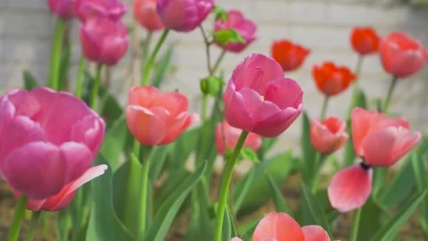 Vibrant Pink and Red Tulips Swaying Gently in a Sunny Spring Garden Stock Footage 342000965