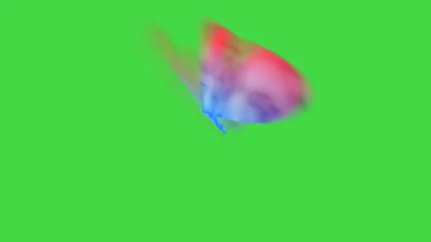 Vibrant Pink and sky blue Butterfly Flying on a Grey Background Stock Footage 335883014