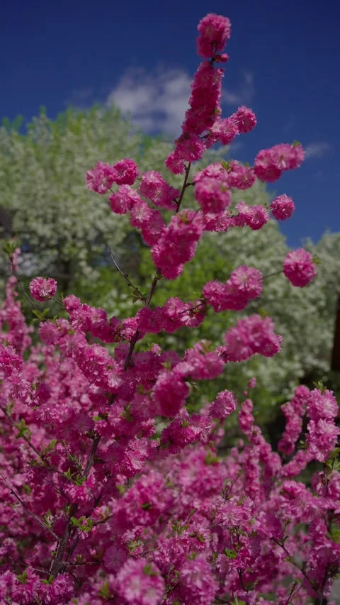 Vibrant pink blossoms fill the frame against a deep blue sky Stock Footage 333901538