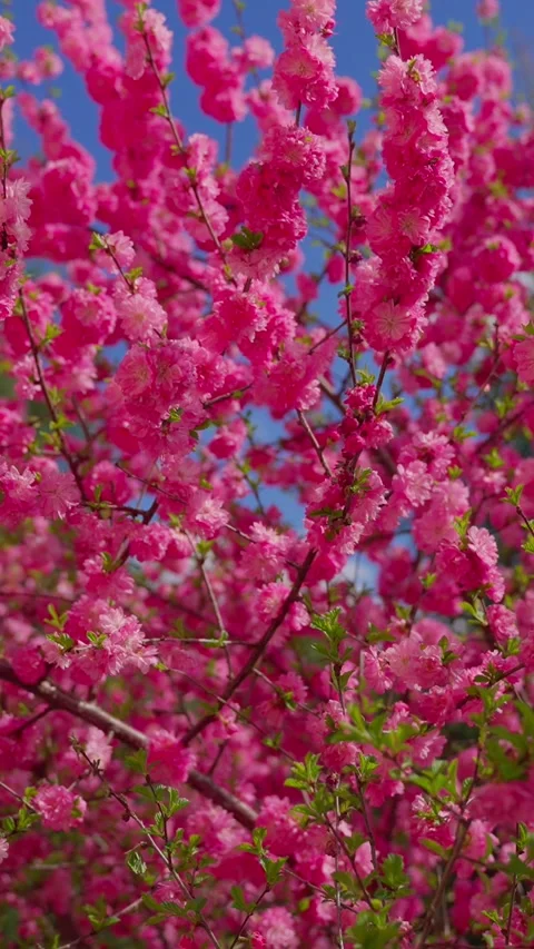 Vibrant pink blossoms fill the frame Stock Footage 333902998