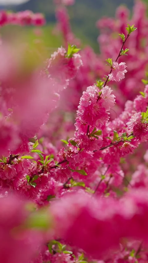 Vibrant pink blossoms fill the frame softly Stock Footage 333903292