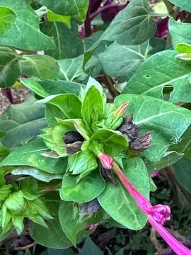 Vibrant pink bud on green foliage Stock Photos
