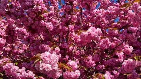 Vibrant pink cherry blossom tree in full bloom Stock Footage 334362251