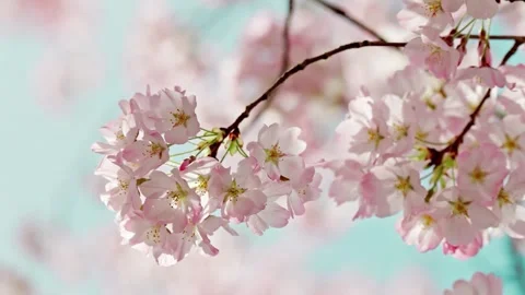 Vibrant pink cherry blossoms bloom against soft blue sky Stock Footage 325992492