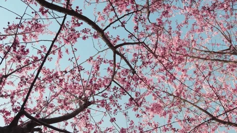 Vibrant Pink Cherry Blossoms Blooming on Dark Branches Against Clear Blue Sky 動画素材 337406877