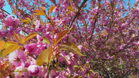 Vibrant Pink Cherry Blossoms Blooming Under Blue Sky In Spring Video stock 342594861