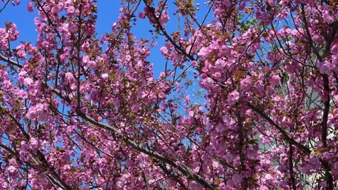 Vibrant pink cherry blossoms on tree branches against a blue sky Stock Footage 332236743