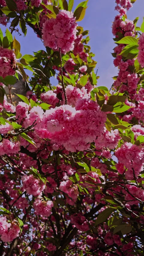 Vibrant Pink Cherry Blossoms Under Sunny Sky Stock Footage 279060252