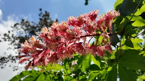 Vibrant Pink Chestnut Blossoms Spring Stock Footage 289445646