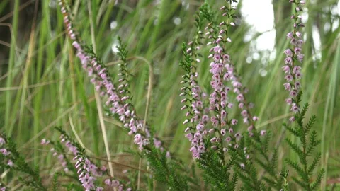 Vibrant pink common heather (Calluna vulgaris) blossoming outdoors. Stock Footage 79034910