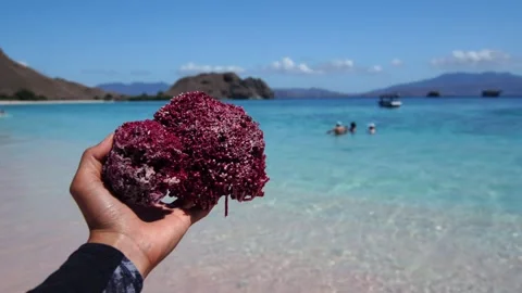 Vibrant pink coral reef Stock-Footage 345409033
