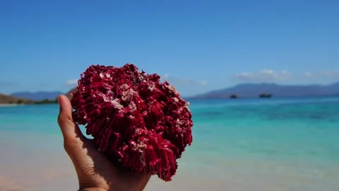 Vibrant pink coral reef Stock-Footage 345409349