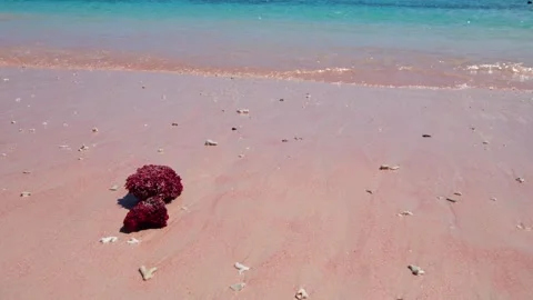 Vibrant pink coral reef Stock-Footage 345409446